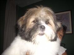 Fotos de perros